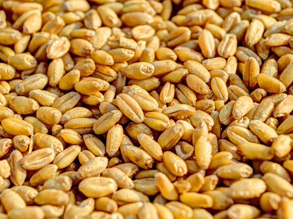 wheat