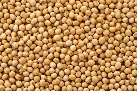 soybean